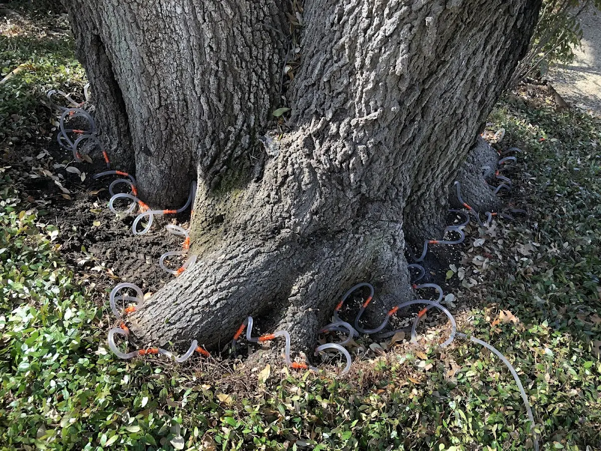 Detailed Tree Cabling and Bracing job site in Merkel